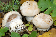 Phlegmacium aleuriosmum