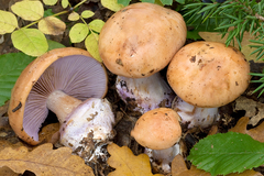 Cortinarius arcuatorum