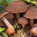 Cortinarius bulliardii - Photo (c) Federico Calledda, algunos derechos reservados (CC BY-NC), subido por Federico Calledda