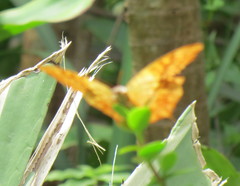 Charaxes varanes
