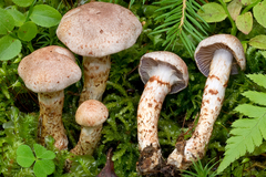 Cortinarius spilomeus
