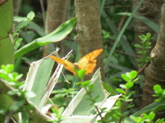 Charaxes varanes