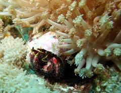 Dardanus sanguinolentus