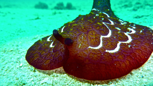 Pleurobranchus forskalii