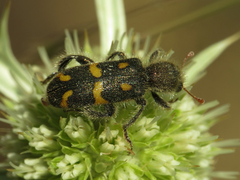 Trichodes flavocinctus