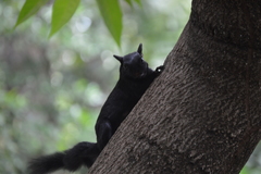 Sciurus aureogaster