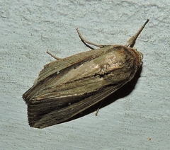 Leucania stenographa