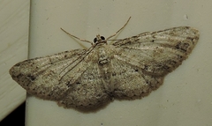 Syneora acclinis