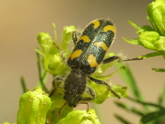 Trichodes flavocinctus