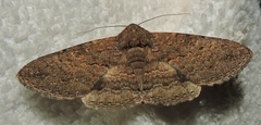 Eudesmeola lawsoni