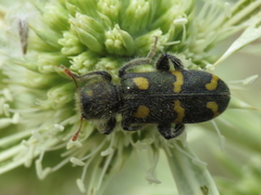 Trichodes flavocinctus
