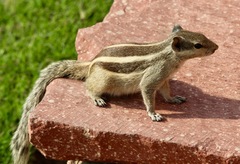 Funambulus pennantii