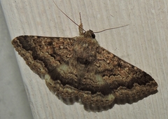 Eudesmeola lawsoni