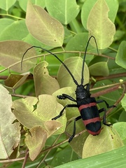 Ceroplesis orientalis