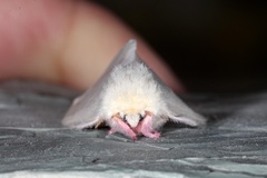 Dryocampa rubicunda alba