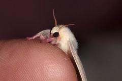 Dryocampa rubicunda alba