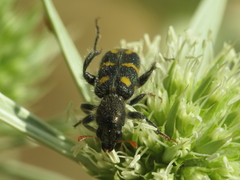 Trichodes flavocinctus