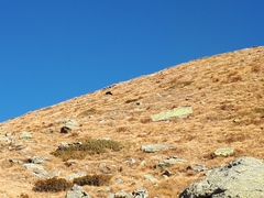 Pyrrhocorax graculus