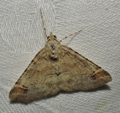 Syneora hemeropa