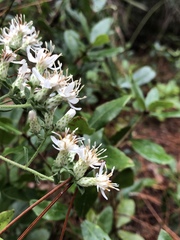 Sericocarpus tortifolius