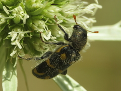 Trichodes flavocinctus