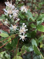 Sericocarpus tortifolius