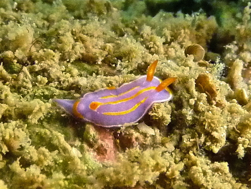 Mexichromis trilineata