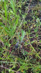 Crotalaria sagittalis