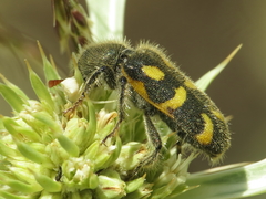 Trichodes flavocinctus