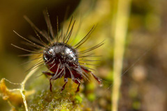 Neotrichozetes