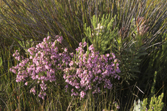 Erica palliiflora