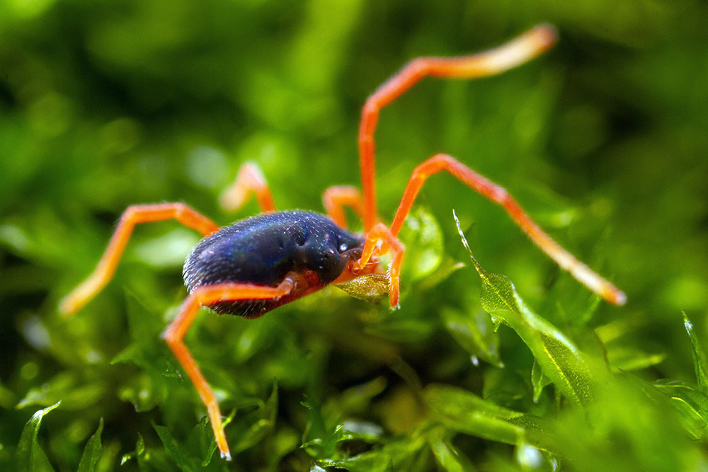 Eriorhynchus