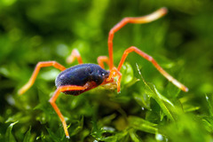 Eriorhynchidae