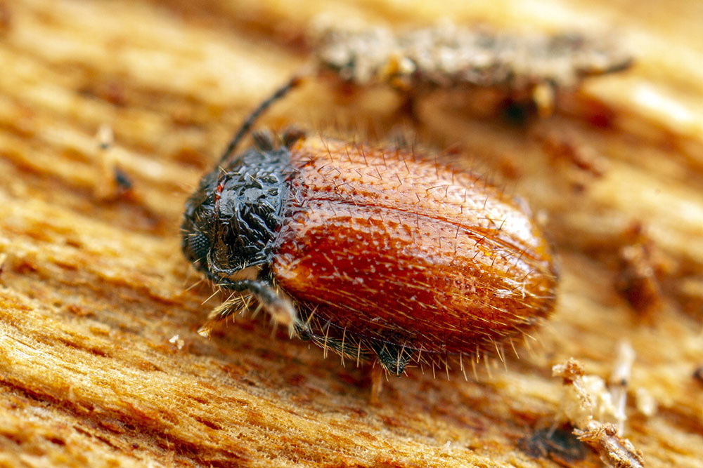 Daulotypus