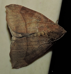 Bastilla hamatilis