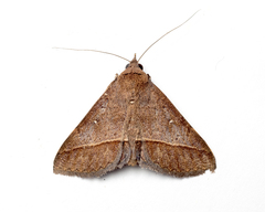 Hypospila bolinoides