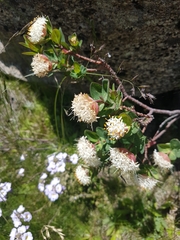 Pimelea ligustrina ciliata