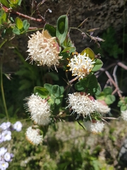 Pimelea ligustrina ciliata