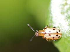 Crioceris nigropunctata