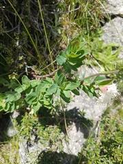 Pimelea ligustrina ciliata
