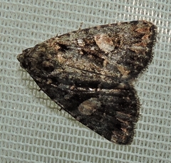 Condica macrosema