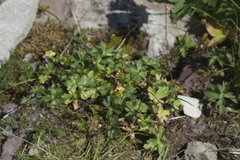 Ranunculus breyninus