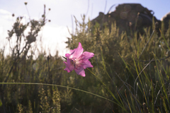 Gladiolus ornatus
