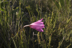 Gladiolus ornatus