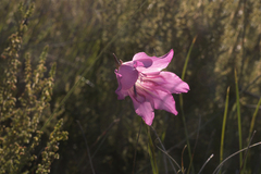 Gladiolus ornatus