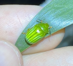 Calomela pallida