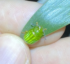 Calomela pallida