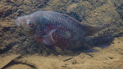 Amphilophus labiatus × cichlasoma trimaculatum