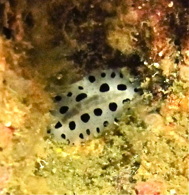 Armored Phyllidiopsis