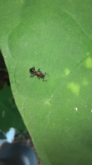 Stictoponera bicolor